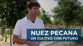 Nuez pecana: un cultivo con futuro