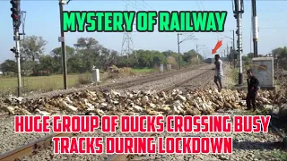 Huge Group Of Ducks Crossing Tracks During Lockdown!!