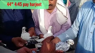 Last point of pigeons | kabootar bazi in punjab 2022