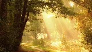 Morning Relaxing Music - Piano Music & Guitar Music with Birds Singing for Stress Relief.