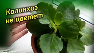 Не цветет и вытягивается вверх Каланхоэ! Что делать? Как заставить цвести Каланхоэ?