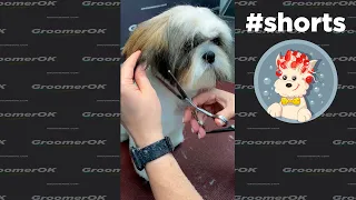 Dog Styling | Scissoring Shih Tzu Puppy