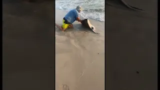 Gulf shores guy gets stabbed by sting ray