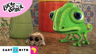 Lucas The Spider | Cookie Crazy | Cartoonito Africa