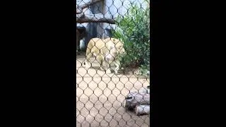 Lions at the San Diego zoo