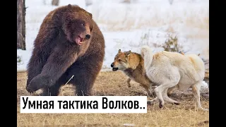 Стая Волков против Медведя ! Смертельная схватка...