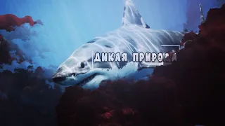 Удивительный, животный мир - Акулы. Документальный фильм. "National Geographic"