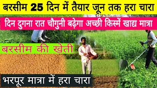 बरसीम 30 दिन में तैयार हरा चारा जून तक मिलेगा berseem farming | berseem ki kheti kaise kare जानकारी