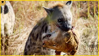 This is why Lions Hate Hyenas