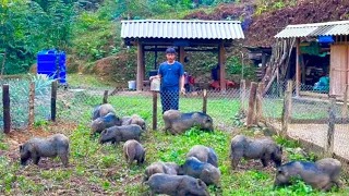 DAU alone Expands the pig barn. Prepare a sow about to give birth. TU came to visit his mother