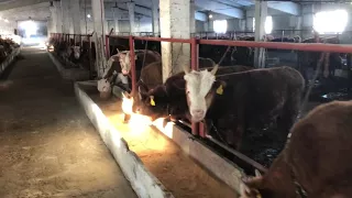 Откорм калмыцких бычков на привязи