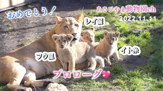 ライオン親子初公開！オリトに家族「プロローグ」美しきイオと子どもたち：あさひやま動物園チャンネル《非公式》First public showing of lion parents and cubs