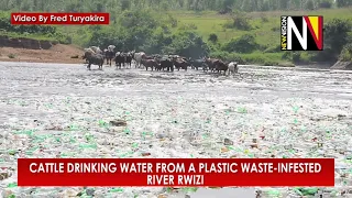 Cattle drinking water from a plastic waste infested River Rwizi