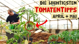 Das brauchen eure Tomaten im April und Mai - Probleme und Krankheiten bei Tomatenpflanzen