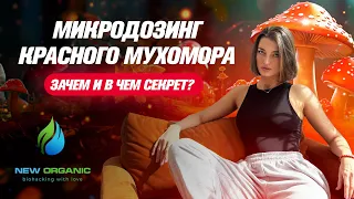 Краткий экскурс в мир мухоморного микродозинга. В чем же секрет Красного Мухомора?