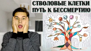 Стволовые клетки – путь к Бессмертию. Нейрогенез