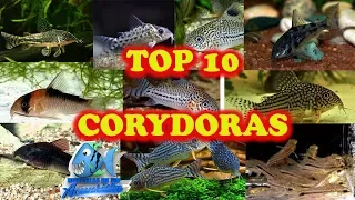 TOP 10 CORYDORAS