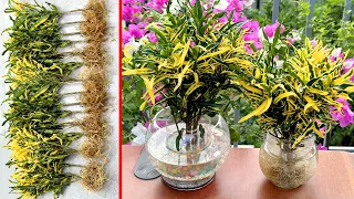 How to grow aquatic plants, beautiful decorative plants for balconies, gardens, offices