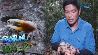 30 species of mangrove crabs in Quezon | Born to be Wild