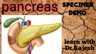 Pancreas - gross anatomy specimen demo