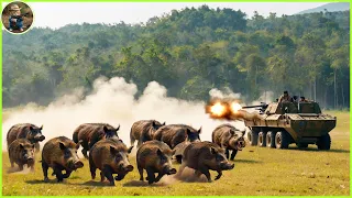 How Do Hunters And American Farmers Deal With Millions Of Wild Boars With Bows And Machine Gun