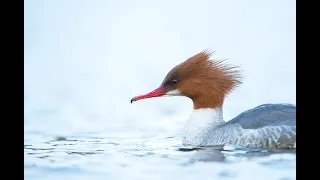 Identifying winter ducks webinar recording