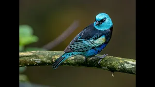 Slow mo - Birds from Northern Andes