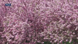 Cherry Blossom season is officially here in NYC