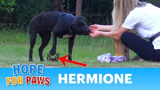 Hermione stepped on a cruel coyote trap and suffered for days until a miracle happened! #dog