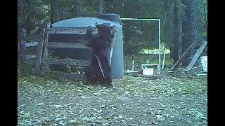 INSTANT KARMA bear gets hit in the nuts for messing with water tank