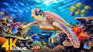 Ocean 4K - Sea Animals for Relaxation, Beautiful Coral Reef Fish in Aquarium (4K Video Ultra HD) #80