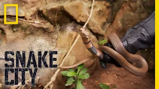 Simon and the Spitting Cobra | Snake City