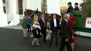 Melania Trump receives White House Christmas tree