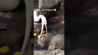 Pelican tries to eat capybara (video by: @joe_smith2002)