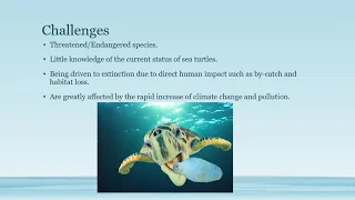 Climate Change Effects on Sea Turtles