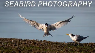 Photographing seabirds is so much fun!  | Canon 1DX II & EF 100-400mm II