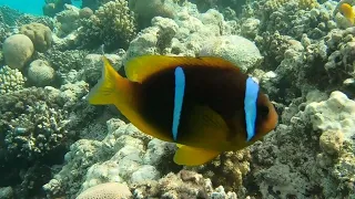 Fish at Fort Arabesque Resort, Makadi Bay, Hurghada, Egypt (1080p)