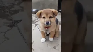 cute puppy 🐶 #shorts video puppy #puppy voice 🐕🐕🐕  pilla ki abaj