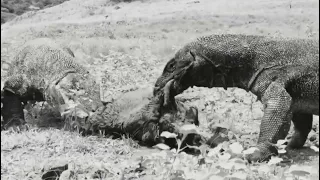 OMG😱The first moment a Komodo dragon swallows a large mother goat