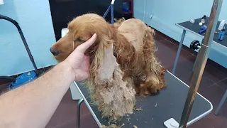 Grooming A Matted Cocker Spaniel With Flees