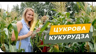 Технологія вирощування цукрової кукурудзи