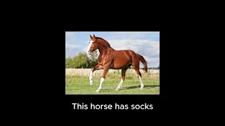 Let's confuse the non equestrians Pt. 2 #horse#equestrian#horsebackriding #pony#equestriancommunity