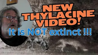*New* Thylacine video from Western Australia, plus the top 10 videos of Thylacine's EVER!!!