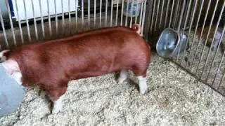 hereford boar