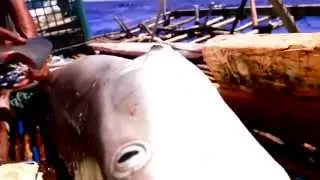 Shark Finning in Papua New Guinea