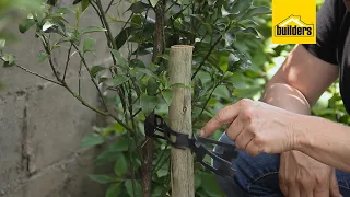 How to Stake Trees