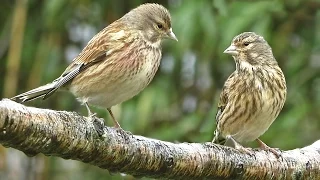 Linnet - Birds On and Off The Branch