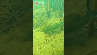 OLHA COMO O PEIXE ATACA DE BAIXO DA ÁGUA