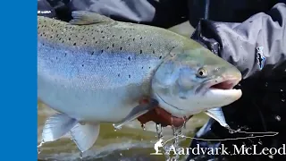 Huge sea trout  at Villa Maria on the Rio Grande in Argentina