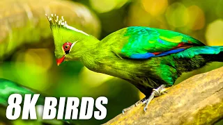 Unique Birds Collection in 8K TV HDR 60FPS ULTRA HD